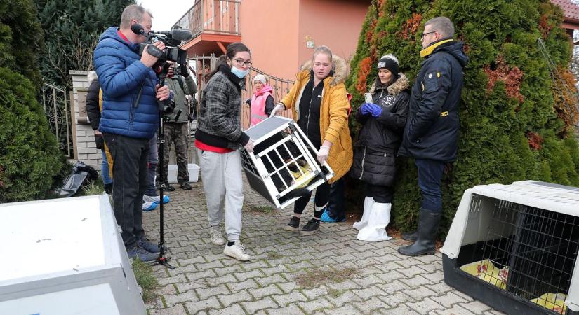 Az állatvédők bűnszövetkezetet sejtenek - Kőszegpatyon mentették a kutyákat - videó, sok fotó