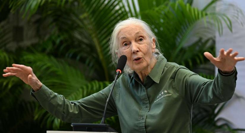 Jane Goodall: Öt évünk maradt radikálisan változtatni, vagy a jövőnk halálra van ítélve