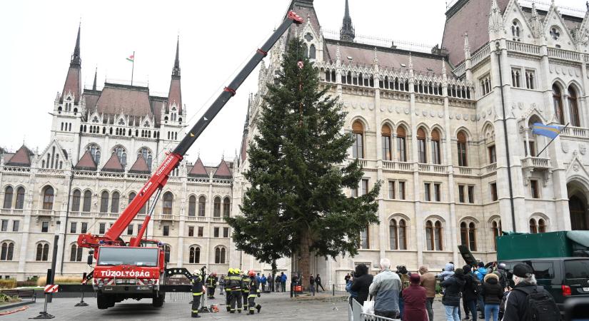 Borsodból érkezik az idén az ország karácsonyfája