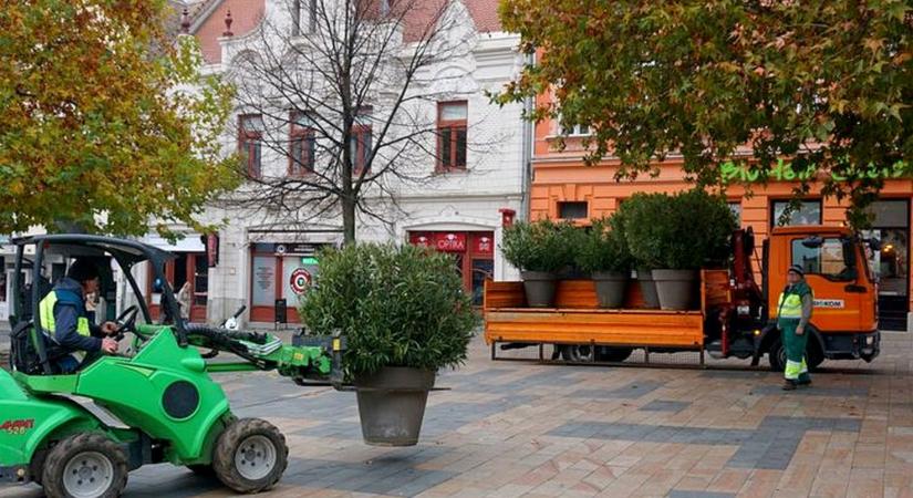 Észrevettük? Eltűntek a dézsás növények a pécsi belvárosból