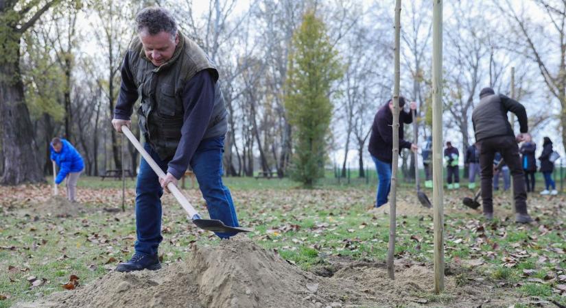 Változik a győri Baba-liget fáinak ültetése