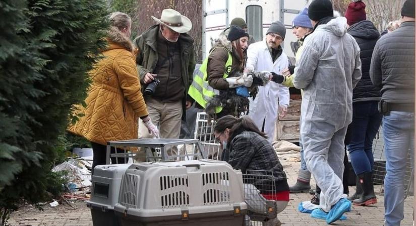 Folytatódott a megrázó állatvédelmi akció – Kőszegpatyon mentették a kutyákat – fotó, videó