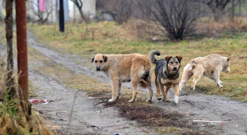 Bekeményítenek Vécsen: elég volt a kóbor kutyákból