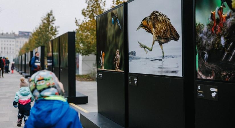 Fotogén állatok a Városligetben