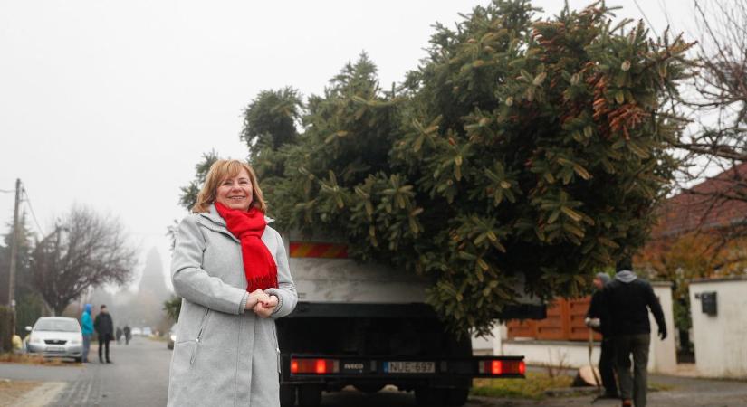 Búcsú a „nagy fenyőfás háztól” – Megható történet áll Szombathely karácsonyfája mögött - fotók, videó