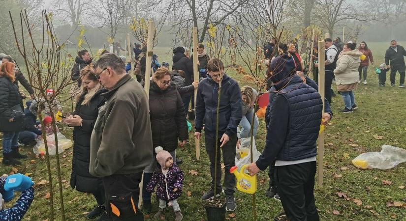 Babafa programmal harcolnak a tiszta levegőért Mezőtúron