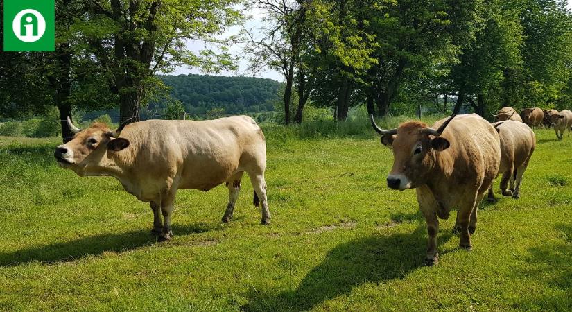 Egyedülálló szolgáltatás a húsmarha-tenyésztésben: ezzel csak nyerhetsz!