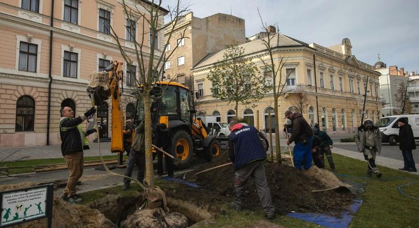 Fákat kellett kivágni a Dósa nádor téren – fotókkal