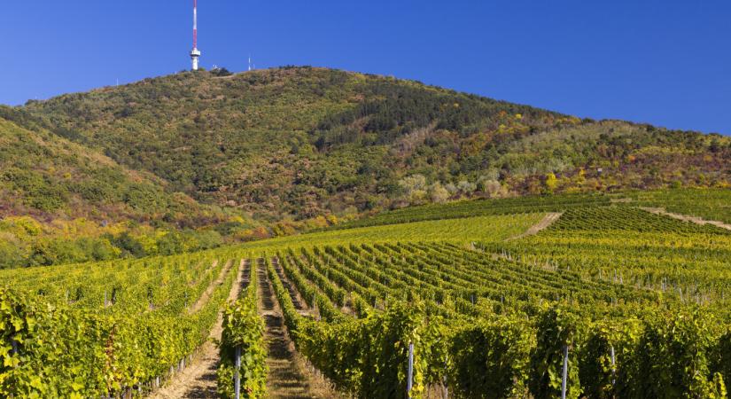 Elképesztően izgalmas épületet húzott fel a tokaji sztárborászat: lebegő kelyhek és pazar panoráma – Fotók!