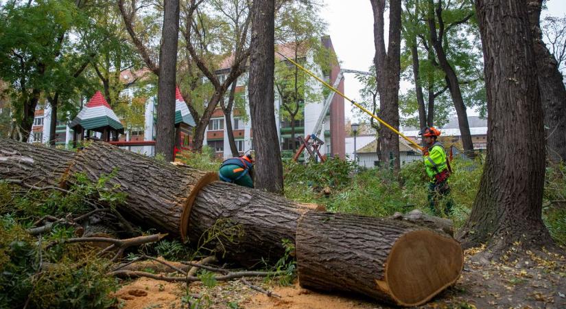 Folytatódnak a Gyenes tér faápolási munkálatai