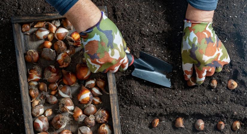 Hollandiából kapott tulipánokat Szűcsi