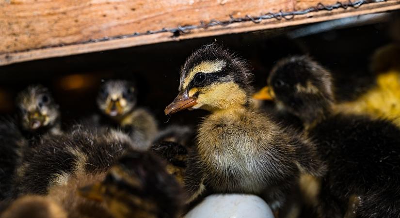 Embert fertőzött a madárinfluenza