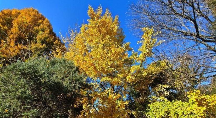 Mutatjuk, mikor tehetünk téli sétát az Erdőtelki Arborétumban