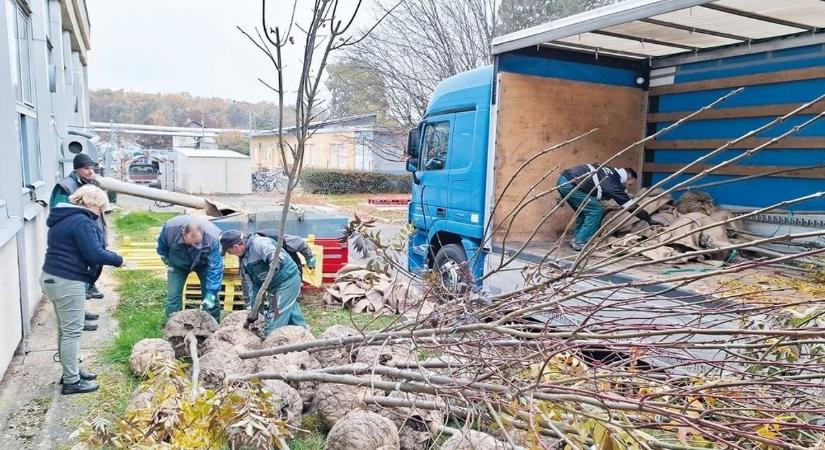 Fákkal gazdagodik ez a város