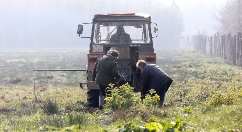 Így születnek a tölgyfák: 2024 őszén 39 hektáron vet makkot a Szombathelyi Erdészeti Zrt.