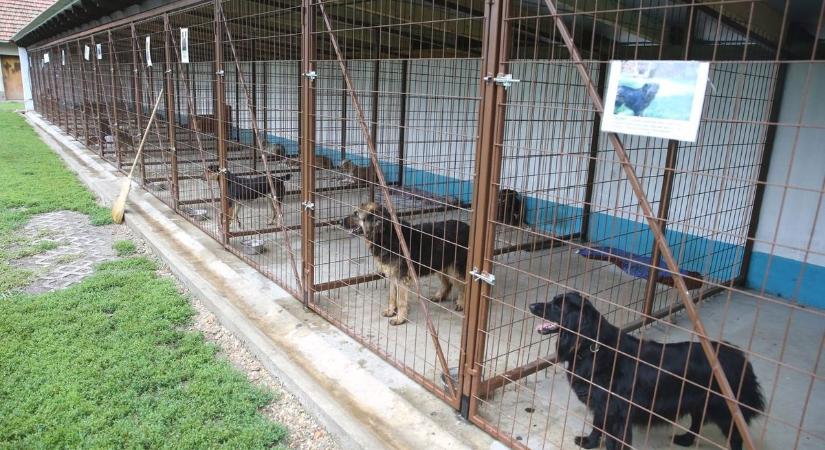 Nem mernek az utcán sátálni a szajlaiak a kóbor kutyák miatt