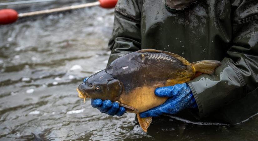 Mutatjuk, mennyibe kerülhet idén a karácsonyi ponty, harcsa