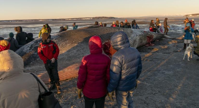 A világ második legnagyobb állata sodródott partra Alaszkában