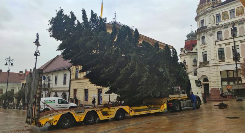 Máshonnan hozzták a mindenki karácsonyfáját!