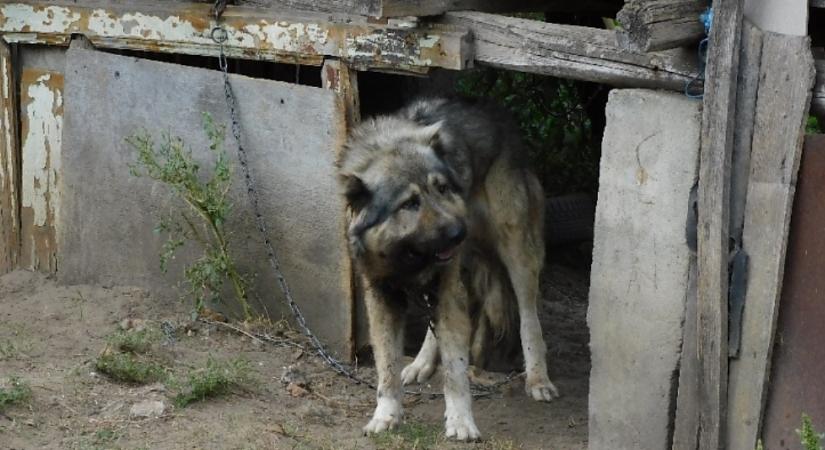 Hetekig tartó szenvedést okozott kutyájának a szoros lánccal egy debreceni férfi