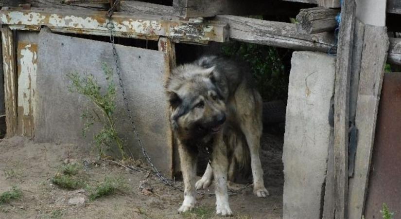 Ilyennek minek háziállat? Brutális állatkínzás miatt nyomozott a debreceni rendőrség