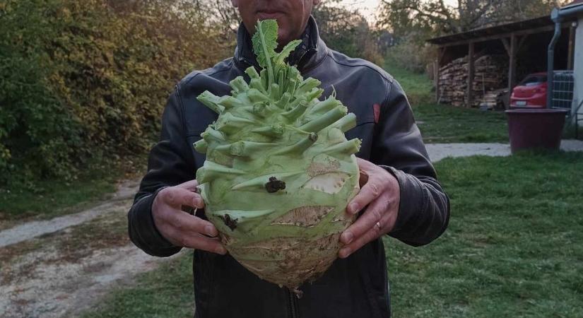 Gigakaralábét nevelt a bakonyi lelkész