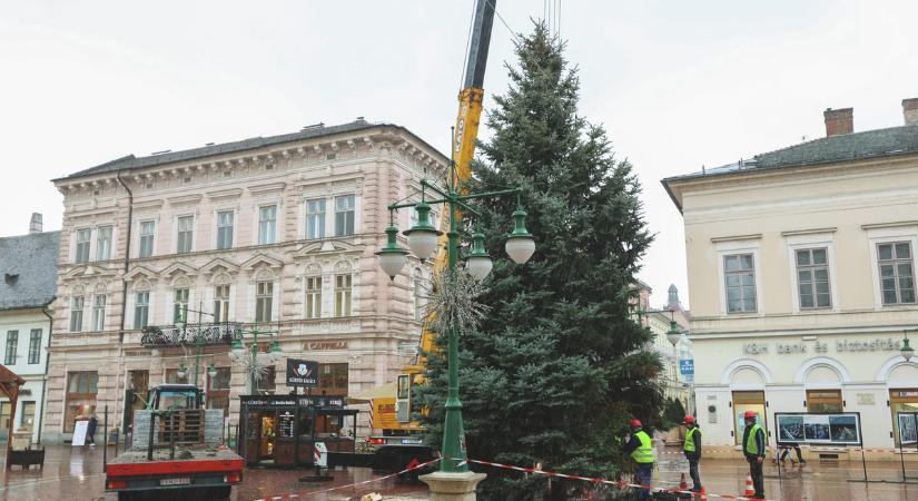 Helyére emelték Szeged karácsonyfáját – videóval, galériával