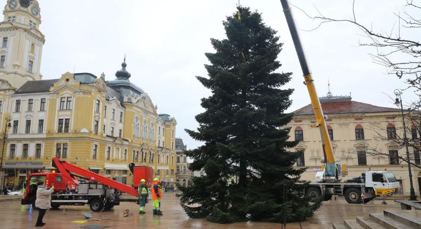 A család első fájából lett a pécsi mindenki karácsonyfája (GALÉRIAVIDEÓ)