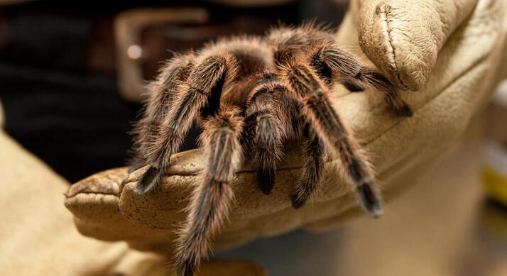 Tarantulát akart csempészni a pulóverja alatt, letartóztatták a reptéren