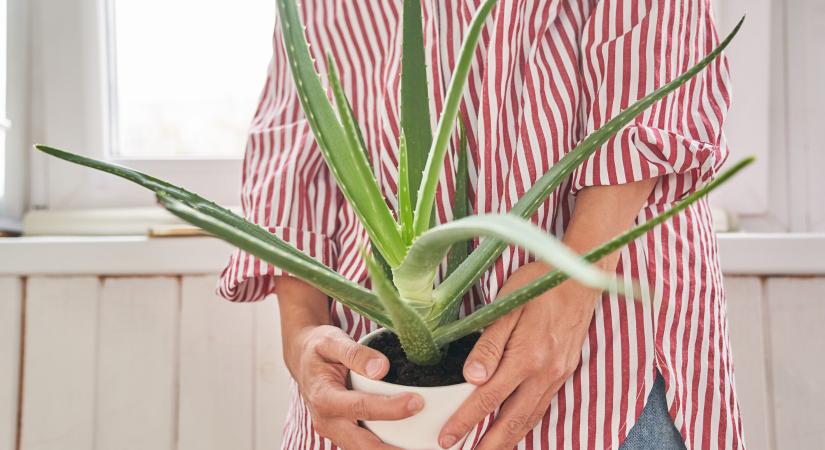 5 dolog, amiben az aloe vera segíthet