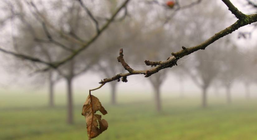 Őszi lemosó permetezés – a teljes útmutató a sikeres védekezéshez