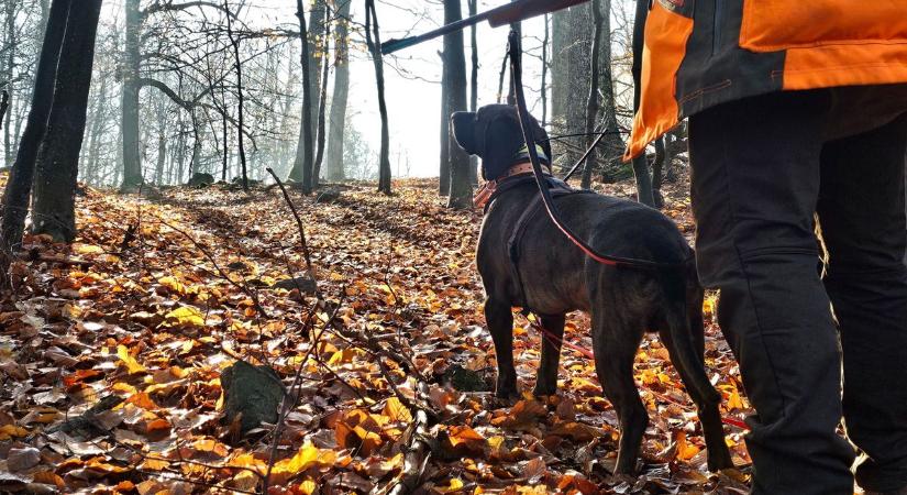 Ezek a vérebek lettek a legjobbak!