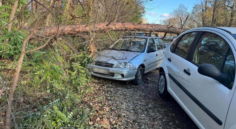 Autókra dőlt egy óriási fa Debrecenben – fotókkal