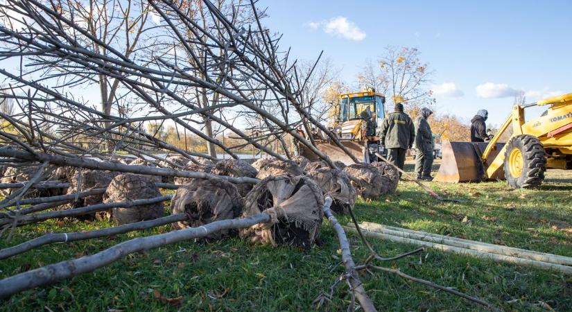 Száz darab fával gazdagodott a Bregyó Sportcentrum területe (videóval)