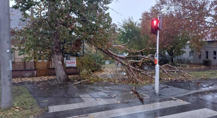 Hatalmas méretű faág szakadt le a zebránál