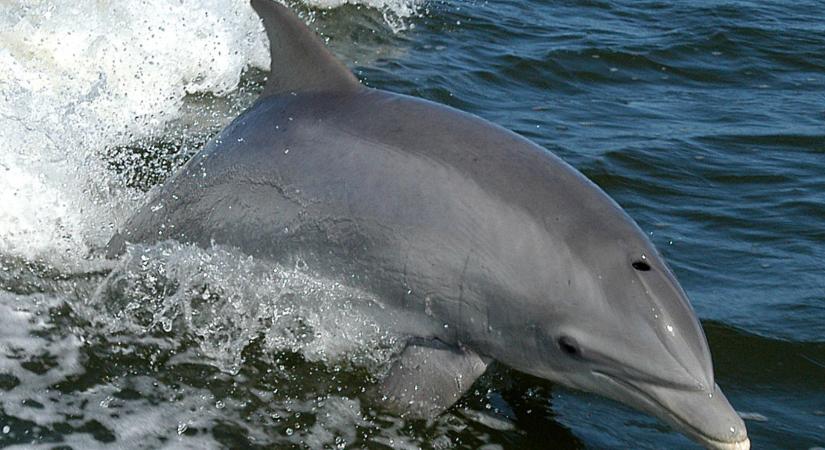 Évek óta hallat hangokat egy magányos delfin a Balti tengerben, a kutatók szerint önmagához beszél