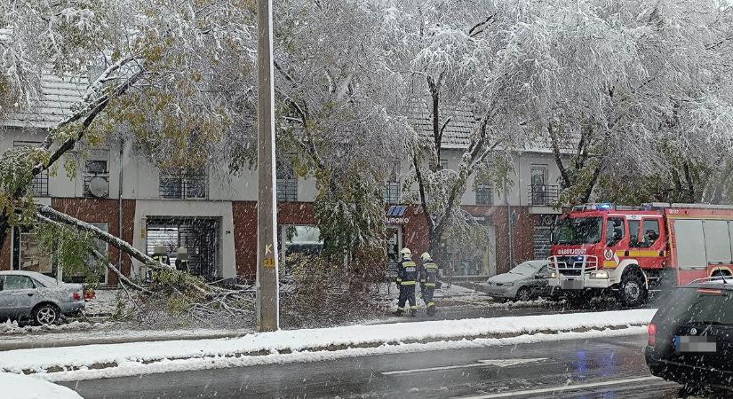 Letört faág nehezíti a közlekedést