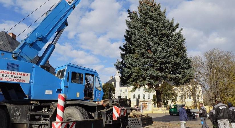 Miskéről érkezett Kalocsa karácsonyfája – galériával