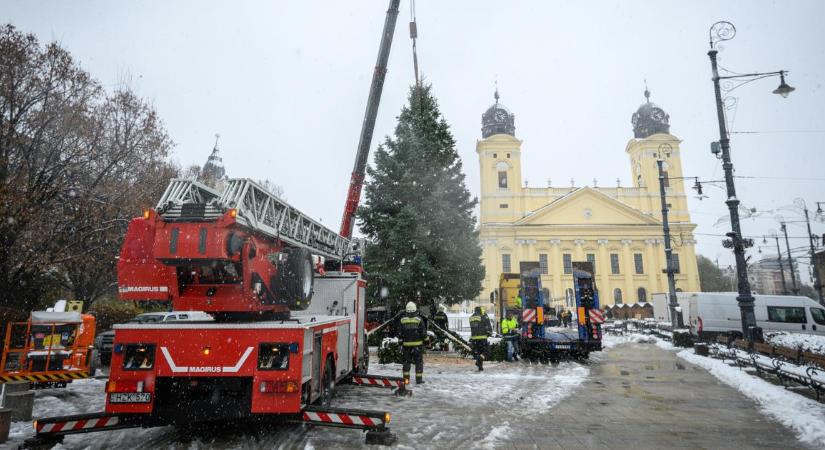 Józsáról érkezett idén Debrecen karácsonyfája, ami hétvégén az ünnepi öltözékét is megkapja – fotókkal, videóval