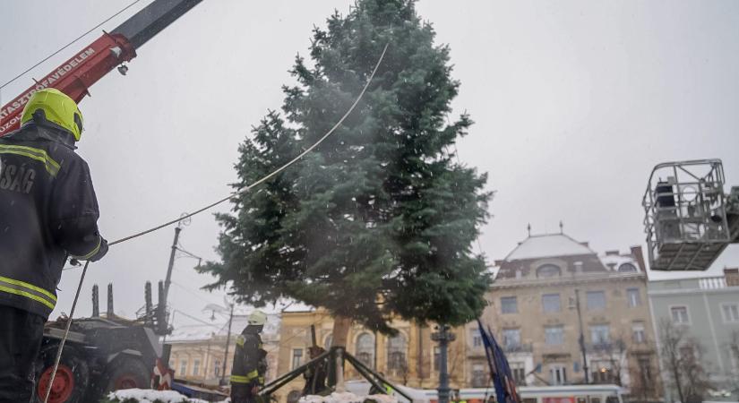 Felsőjózsáról érkezett Debrecen karácsonyfája