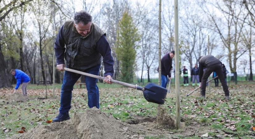 Faültetésre készülnek vasárnap Véménden