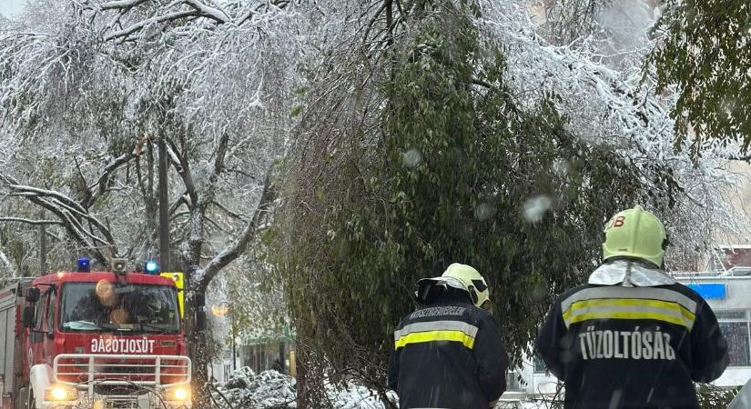 Kárt tett a szoboszlói szilfákban a rengeteg hó