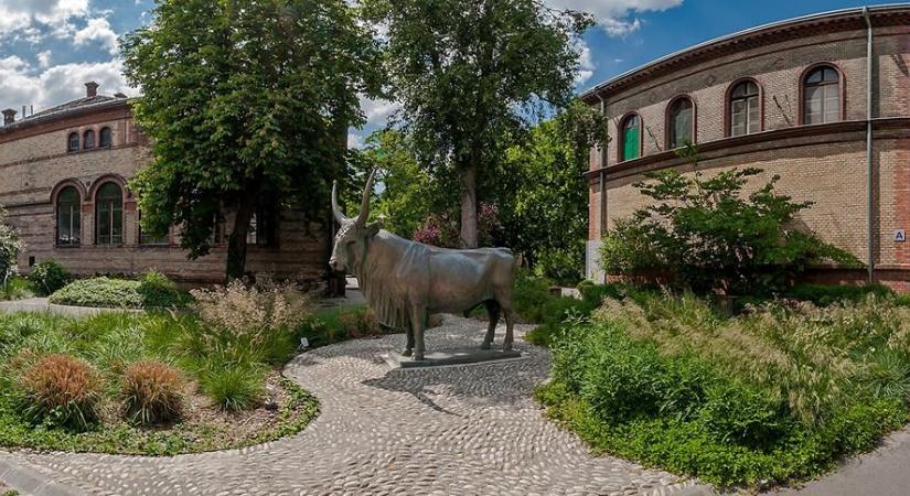 A világ legjobb kétszáz állatorvosi egyeteme közé került az Állatorvostudományi Egyetem