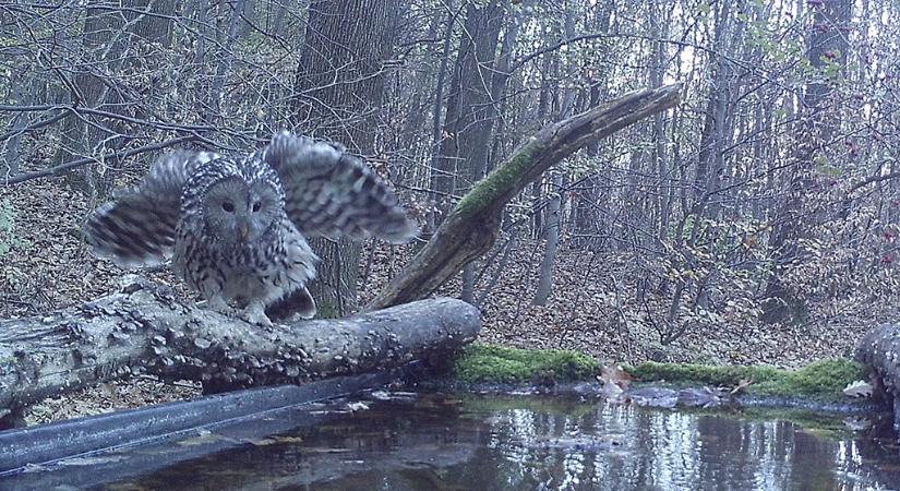 Madárszenzáció: uráli bagoly a Mecsekben