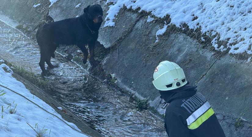 Napi hőstett! Jeges vízből mentettek ki egy kutyát a szoboszlói tűzoltók – fotókkal, videóval