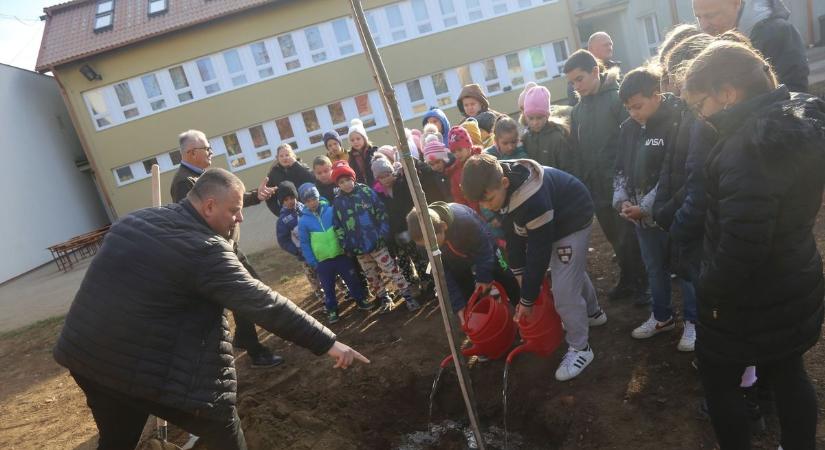 Huszonöt facsemete magasodik a bökönyi földben