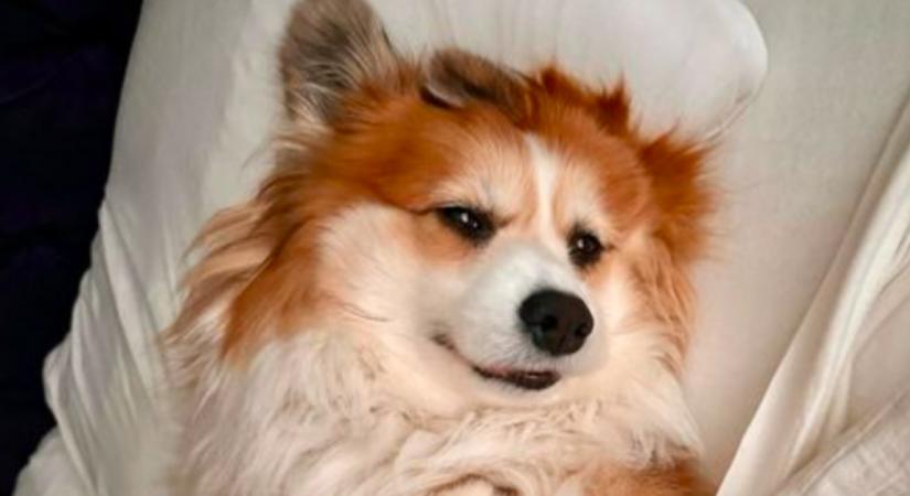 Adventi naptárat kapott a corgi: a reakciója mindenkit elvarázsol - Videó