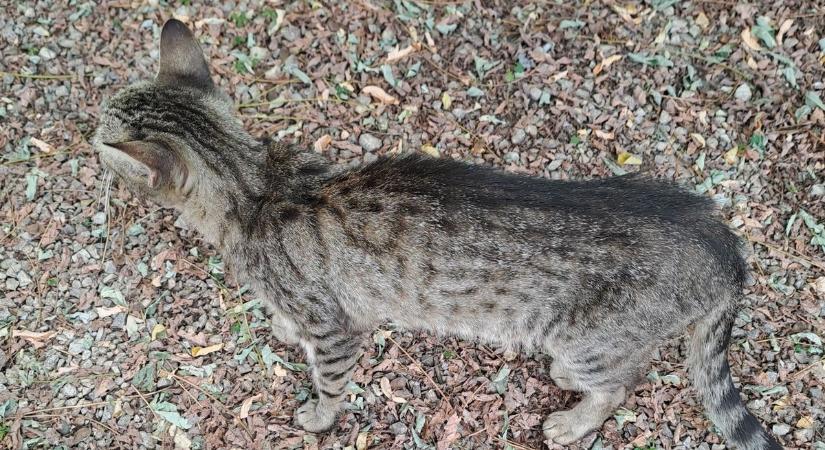 Éhhalálból mentett cicákat egy tatabányai hölgy