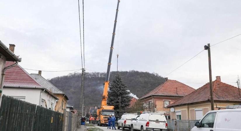 Nézze meg, hogy vágták ki a 20 méteres fenyőt, amelyből az ország karácsonyfája lesz