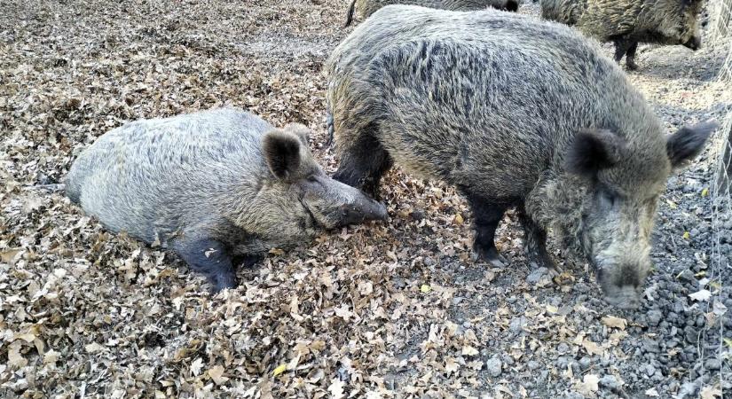 Novemberi élet a Körösvölgyi Állatparkban